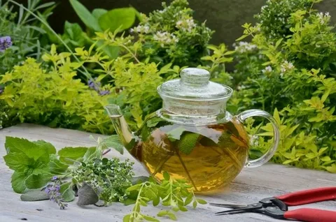 تصویر 3 از معرفی چای سبز ممتاز ایرانی + بهترین قیمت خرید